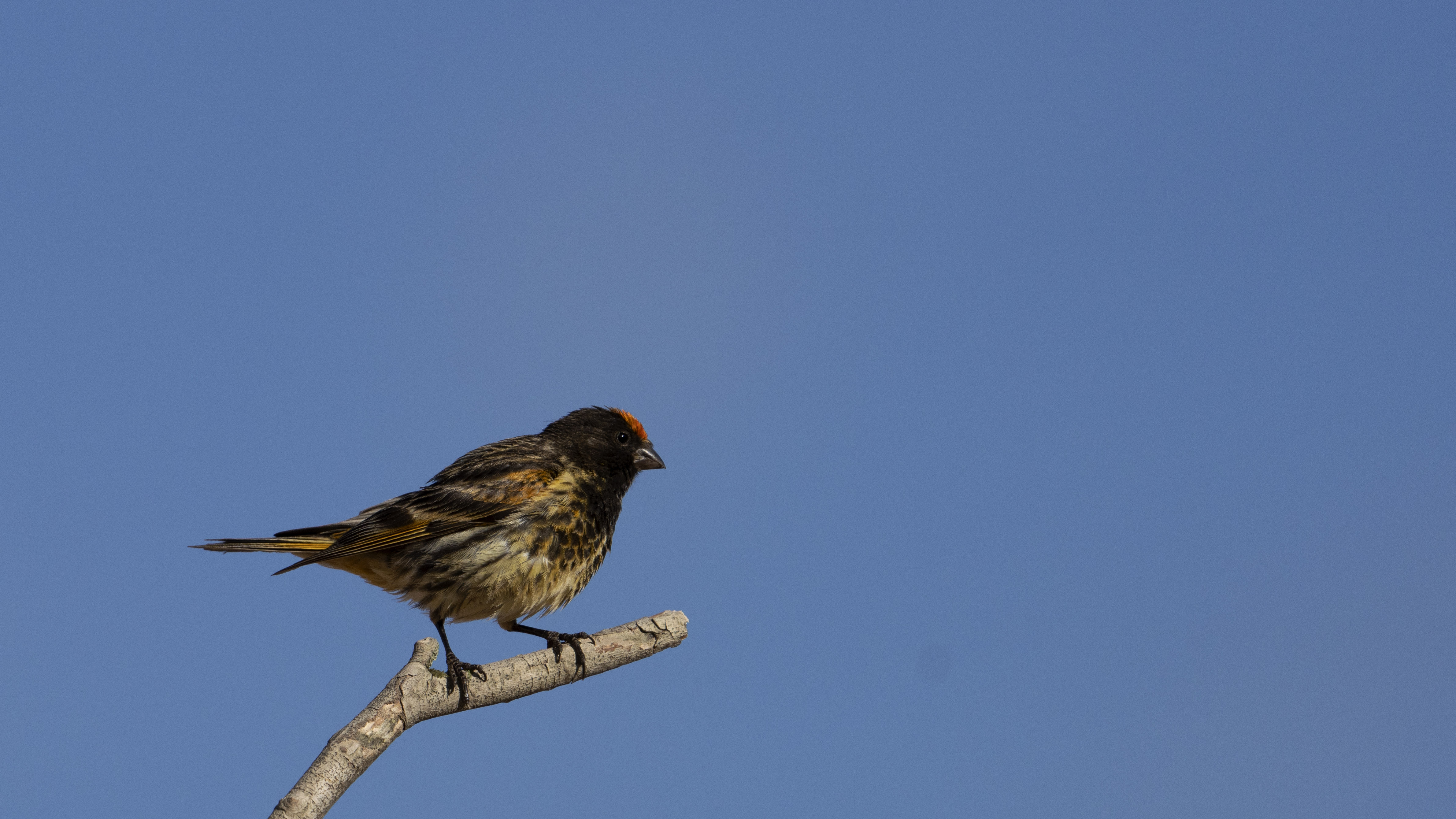 Fire-fronted Serin